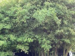 Bamboo Grove Park (D23), Semi-Detached #576304721